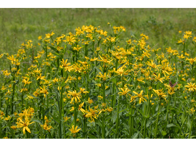 Verbesina helianthoides (Gravelweed) #59293