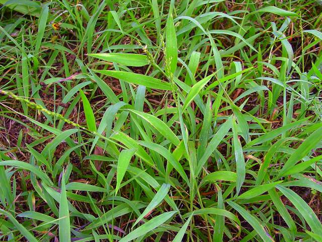 Urochloa texana (Texas signalgrass) #19390