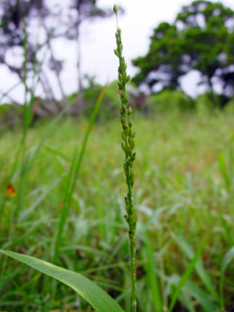 Urochloa texana (Texas signalgrass) #19391