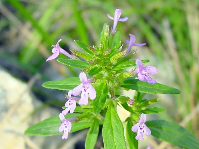 Hedeoma acinoides (Slender false pennyroyal) #19396