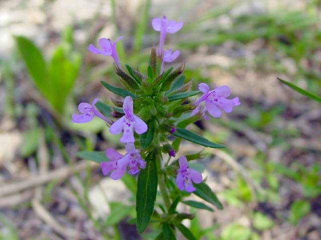 Hedeoma acinoides (Slender false pennyroyal) #19397