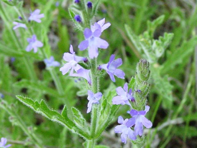 Verbena canescens (Gray vervain) #19411