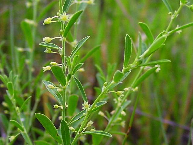 Phyllanthus polygonoides (Smartweed leaf-flower) #19413