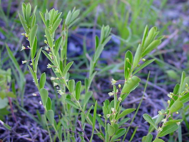 Phyllanthus polygonoides (Smartweed leaf-flower) #19414