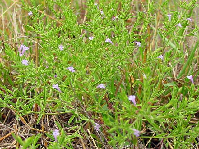 Hedeoma drummondii (Drummond's false pennyroyal) #19417