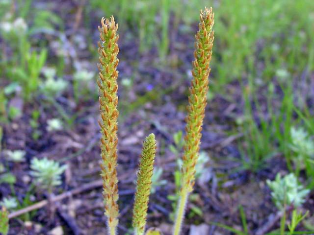 Plantago rhodosperma (Redseed plantain) #19426