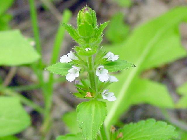 Stachys crenata (Mousesear) #19429