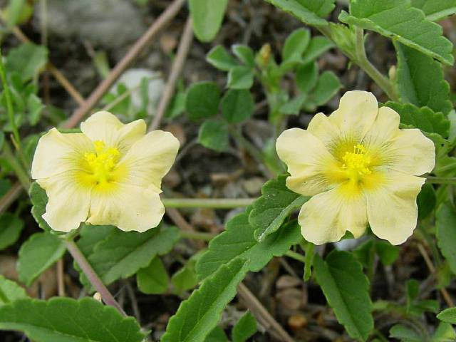 Sida abutifolia (Spreading fanpetals) #19431