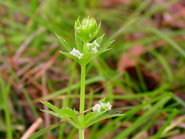 Galium virgatum (Southwestern bedstraw) #19436