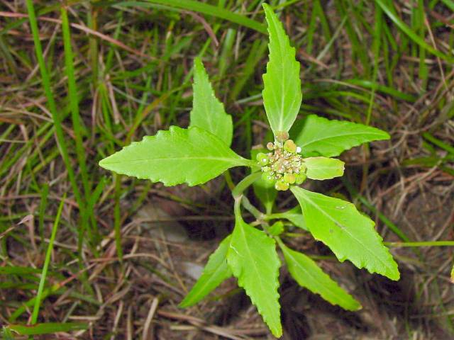 Euphorbia dentata (Toothed spurge) #19441