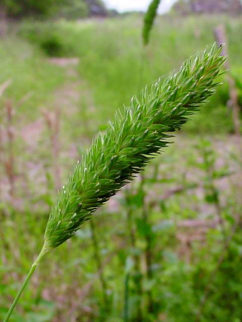 Phalaris caroliniana (Carolina canarygrass) #19457