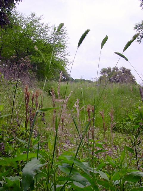 Phalaris caroliniana (Carolina canarygrass) #19458