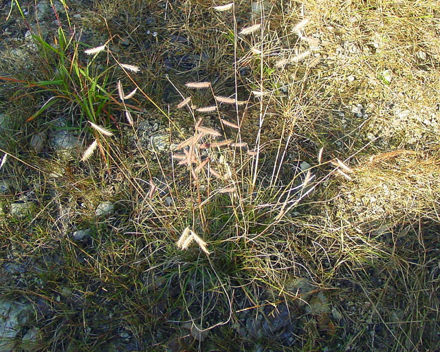 Bouteloua hirsuta (Hairy grama) #16863