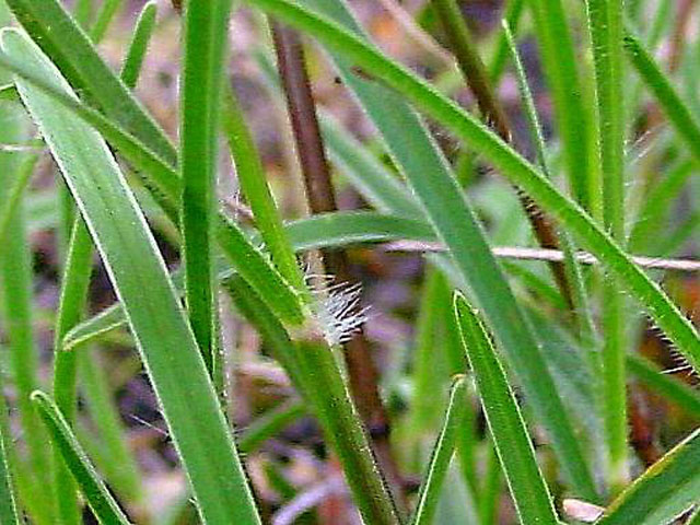 Erioneuron pilosum (Hairy woollygrass) #16868