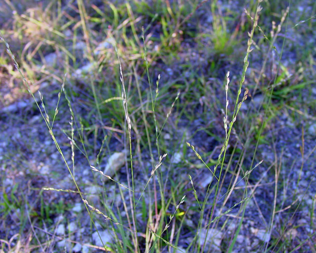 Panicum hallii (Hall's panicgrass) #16870