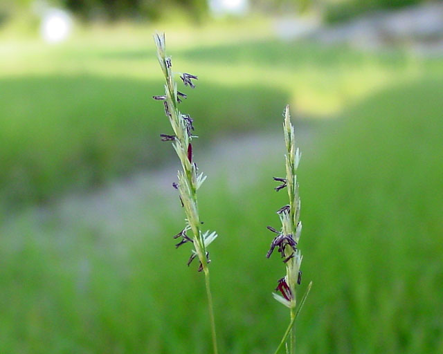 Sporobolus vaginiflorus (Poverty dropseed) #16889