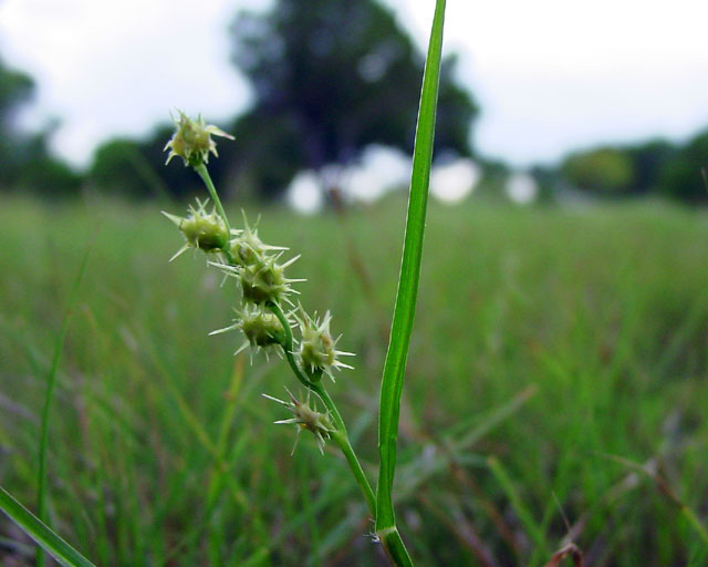 Cenchrus spinifex (Grass bur) #16905