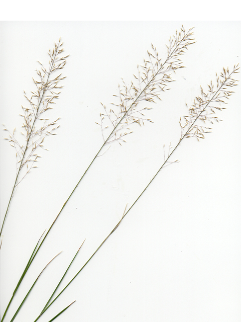 Muhlenbergia involuta (Canyon muhly) #28055