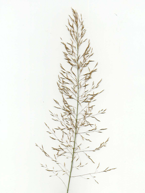 Muhlenbergia involuta (Canyon muhly) #28056