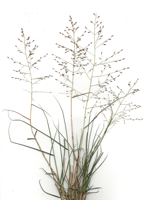 Eragrostis curtipedicellata (Gummy lovegrass) #28074