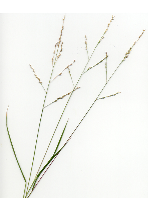 Panicum hallii (Hall's panicgrass) #28086