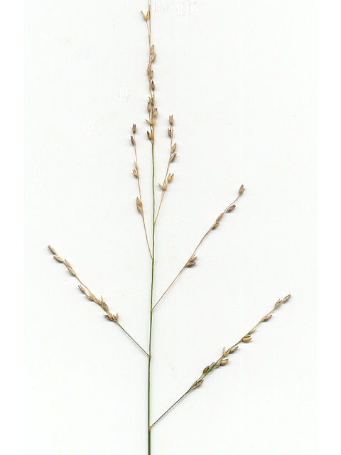 Panicum hallii (Hall's panicgrass) #28087