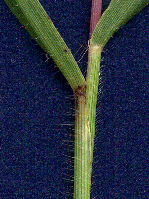 Panicum hallii (Hall's panicgrass) #28089