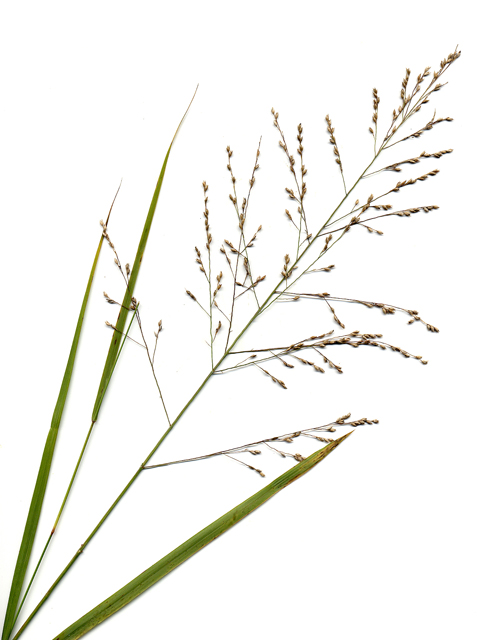 Panicum virgatum (Switchgrass) #28150