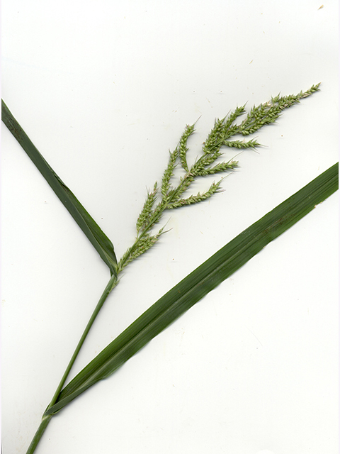 Echinochloa muricata (American barnyard grass) #90062