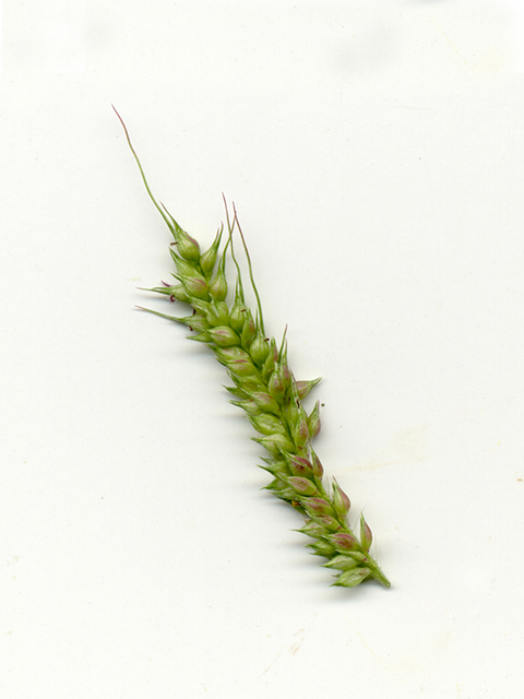 Echinochloa muricata (American barnyard grass) #90068