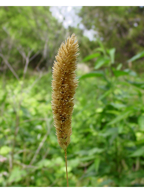 Phalaris caroliniana (Carolina canarygrass) #90083