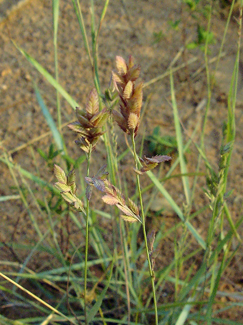 Eragrostis secundiflora (Red lovegrass ) #90138