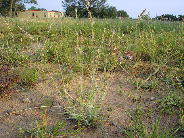 Eragrostis secundiflora (Red lovegrass ) #90139