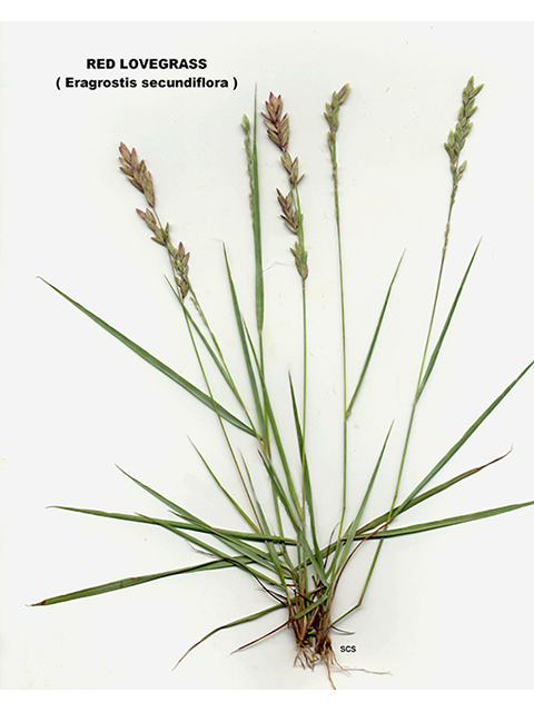 Eragrostis secundiflora (Red lovegrass ) #90140