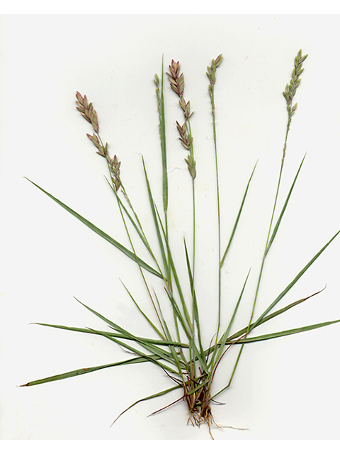 Eragrostis secundiflora (Red lovegrass ) #90141