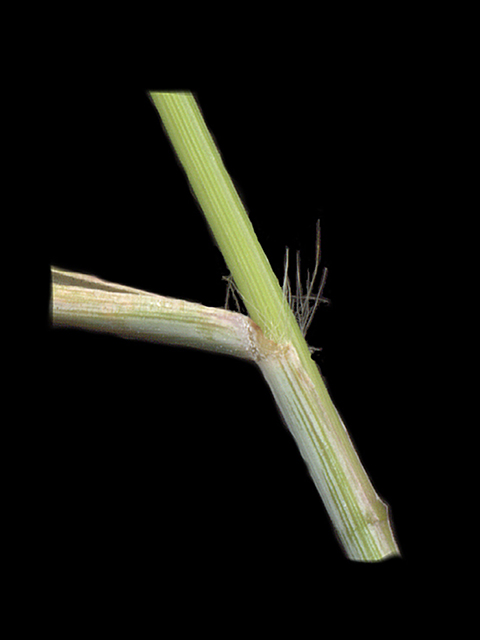 Eragrostis secundiflora (Red lovegrass ) #90142