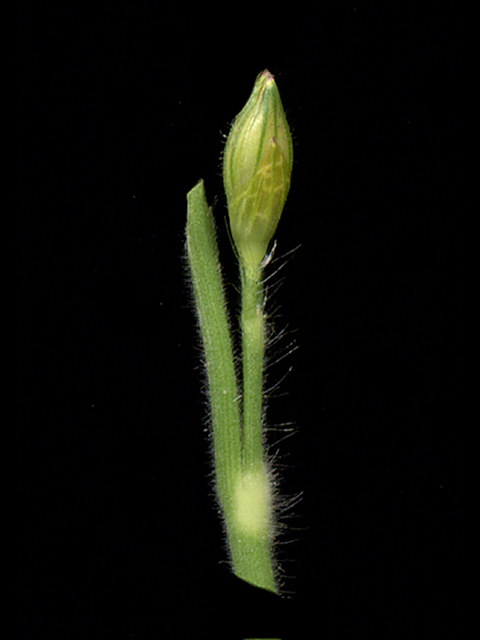 Urochloa texana (Texas signalgrass) #90193