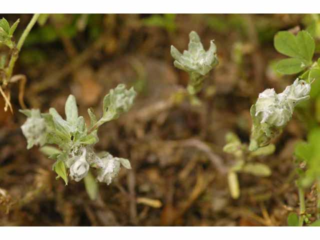 Evax verna (Spring pygmycudweed) #32702