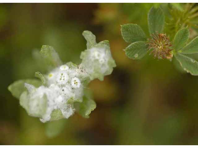 Evax verna (Spring pygmycudweed) #32703