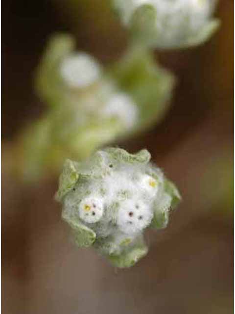 Evax verna (Spring pygmycudweed) #32704