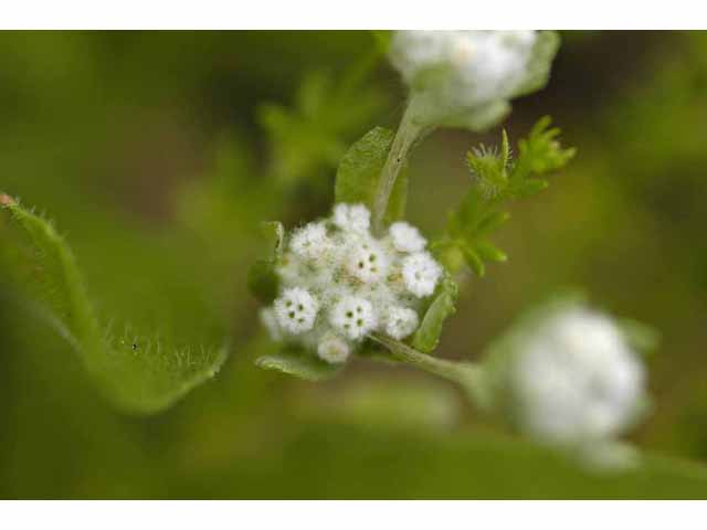 Evax verna (Spring pygmycudweed) #32705