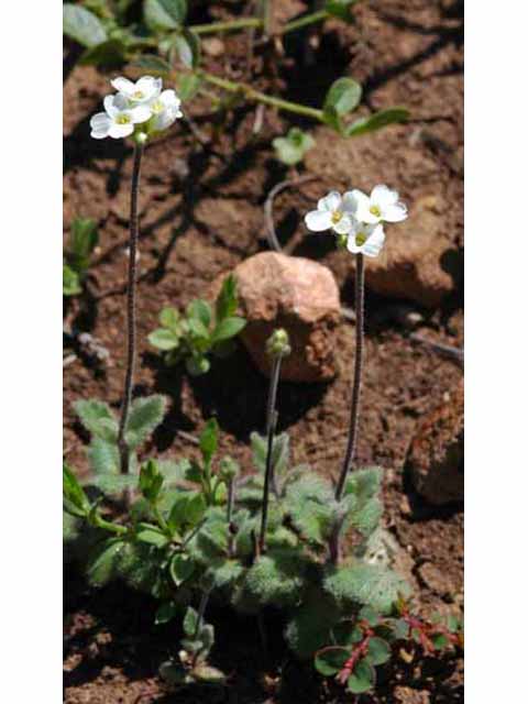 Draba cuneifolia var. cuneifolia (Wedgeleaf draba) #32706