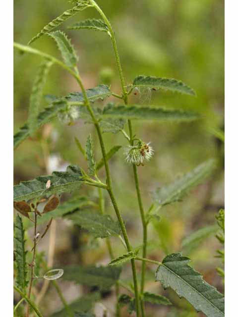 Tragia ramosa (Branched noseburn) #33308