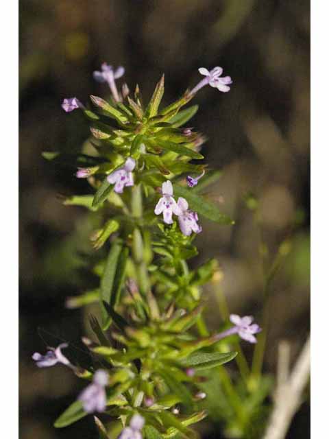 Hedeoma acinoides (Slender false pennyroyal) #33310