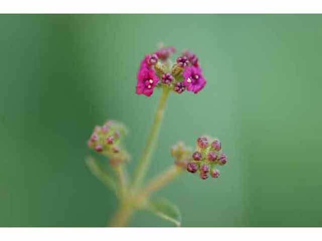 Boerhavia coccinea (Scarlet spiderling) #33316