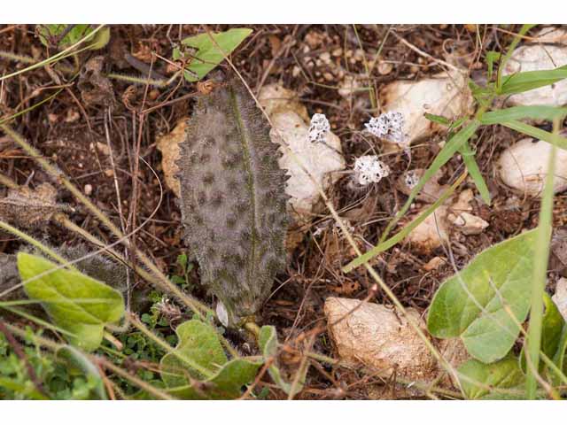 Matelea biflora (Star milkvine) #33321