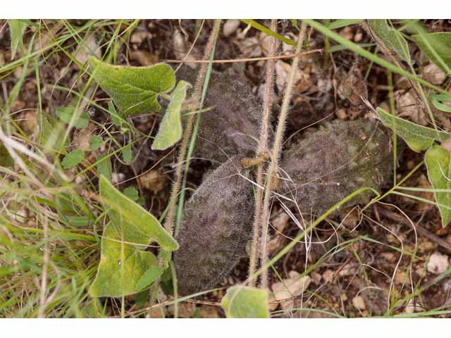 Matelea biflora (Star milkvine) #33322