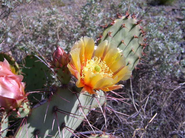 Opuntia phaeacantha (Tulip prickly pear) #20718