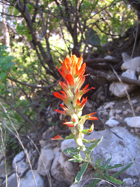 Castilleja integra (Wholeleaf indian paintbrush) #20724