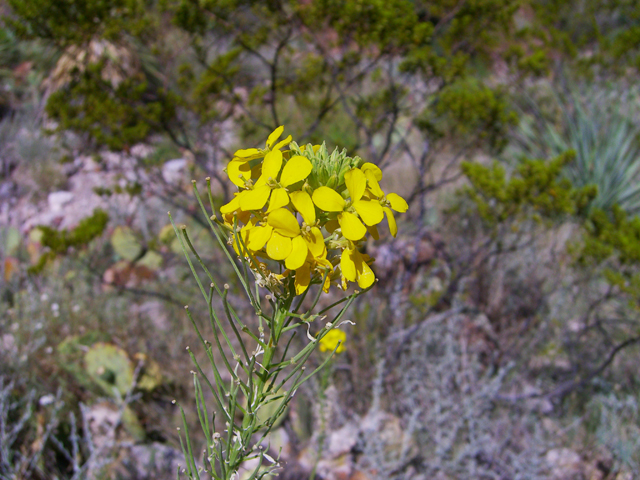 Erysimum capitatum (Sand-dune wallflower) #20744